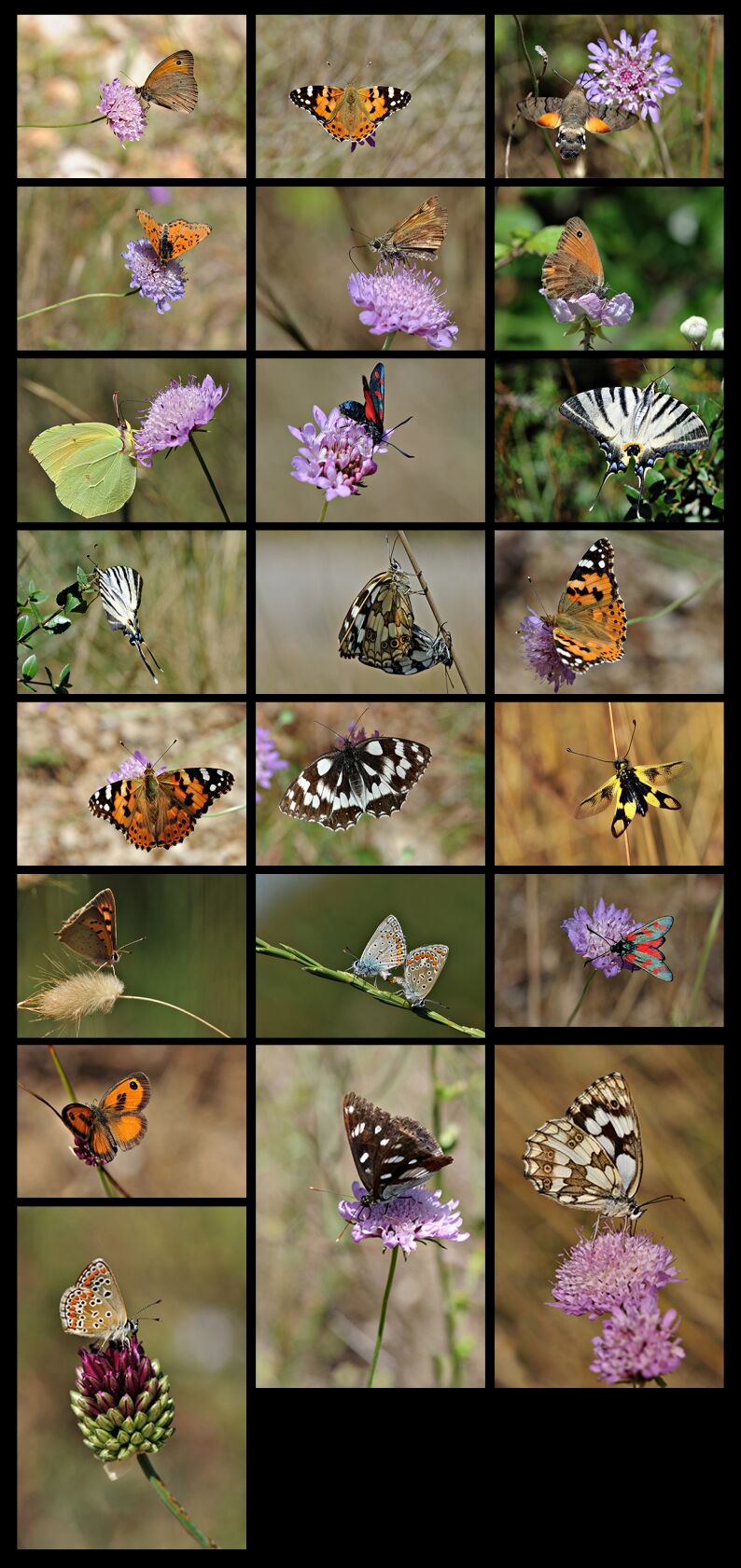 Ordin de vanzare, Simbol: sscuma1